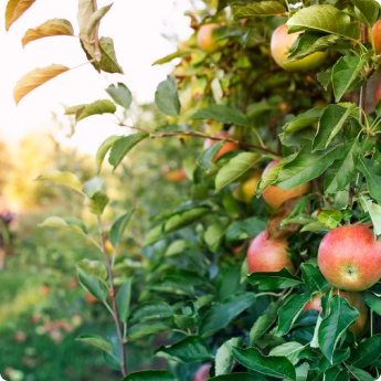 Indispensable LS Tractor in your orchard